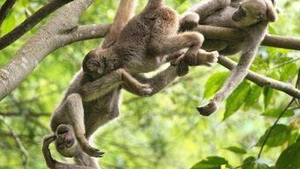 猴子爆料最新视频下载大全,最新视频下载大全大汇总